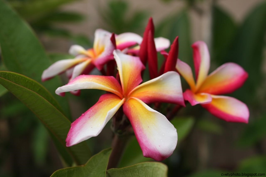 Раувольфия змеевидная