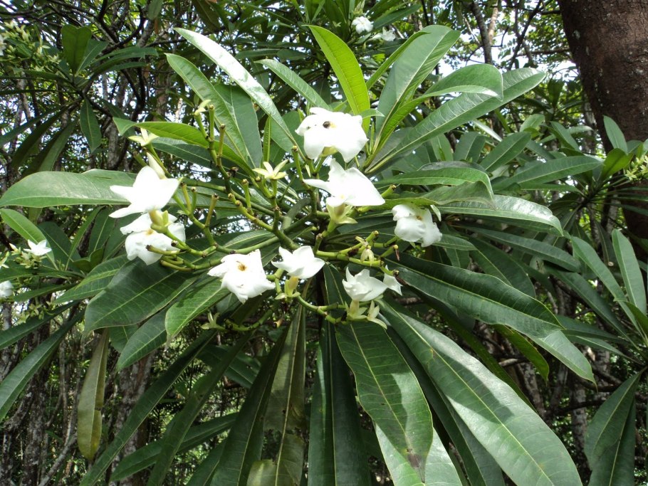 Plumeria Alba цветок