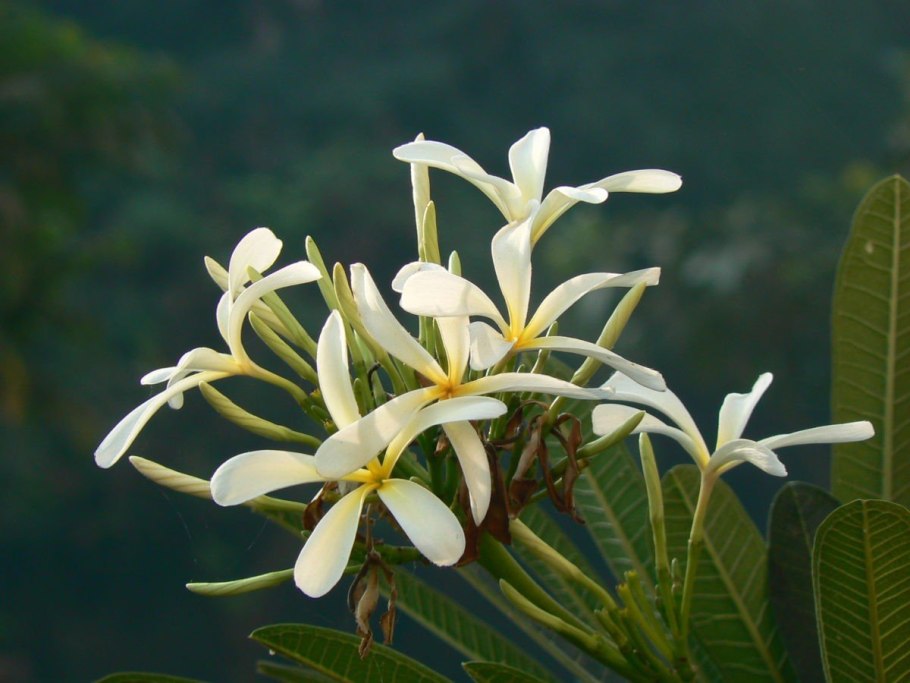 Кутровые (Apocynaceae)