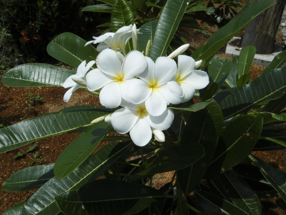 Plumeria Alba дерево