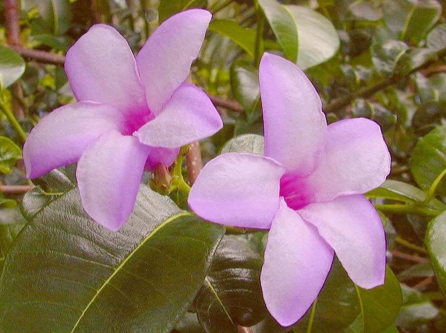 Криптостегия. Cryptostegia grandiflora