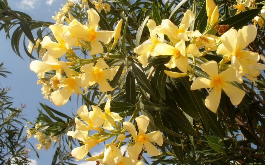 Синий Олеандр