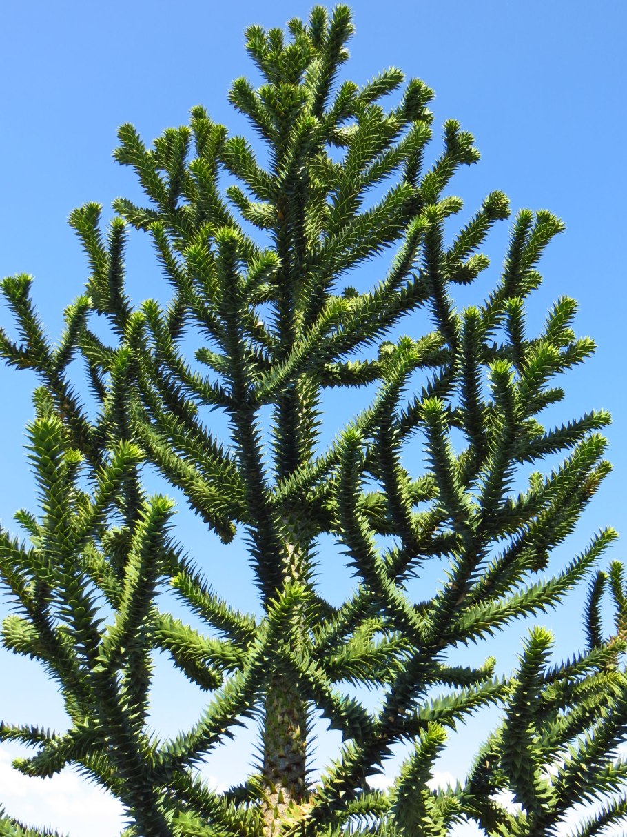 Араукария Чилийская микростробилы