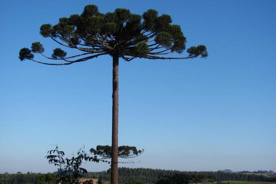 Араукария разнолистная