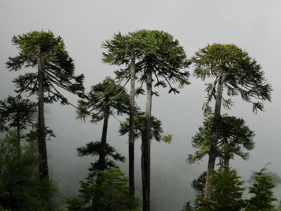 Араукария Араукана