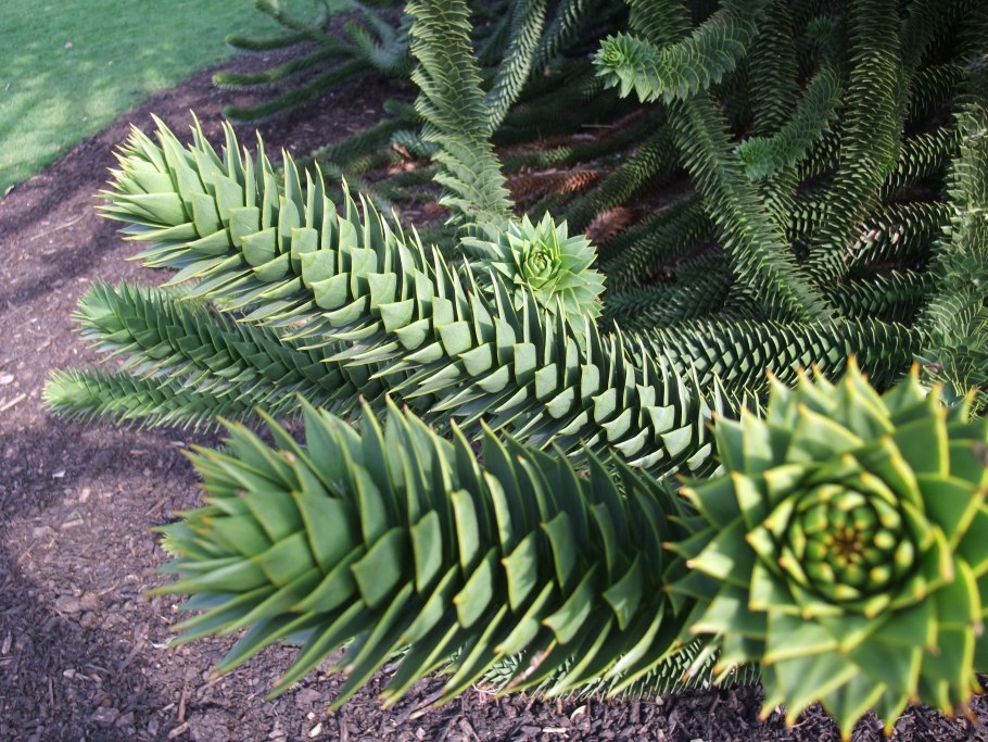 Араукария Араукана