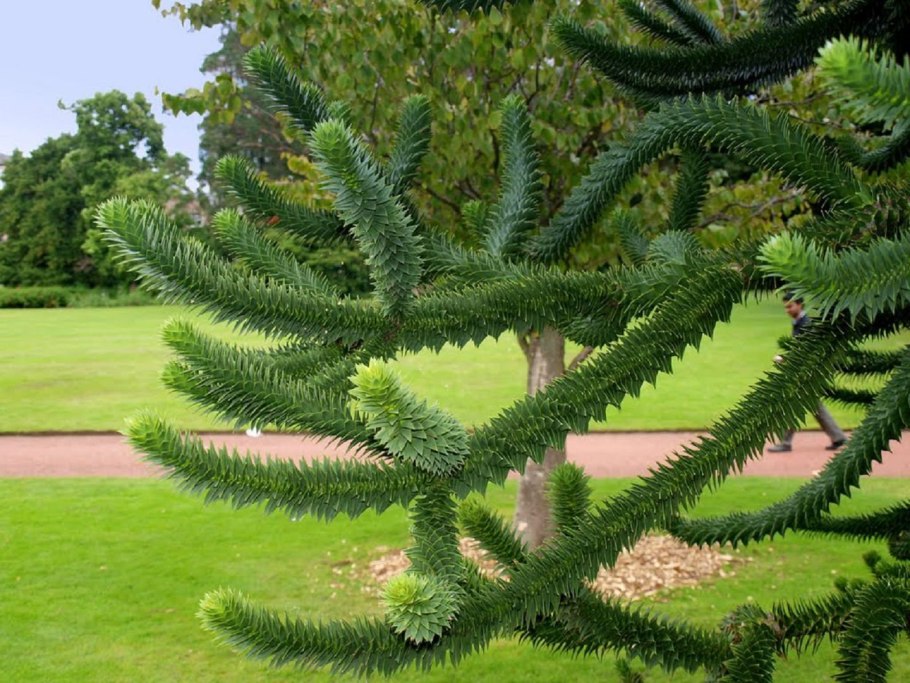 Араукария Чилийская Araucaria Araucana