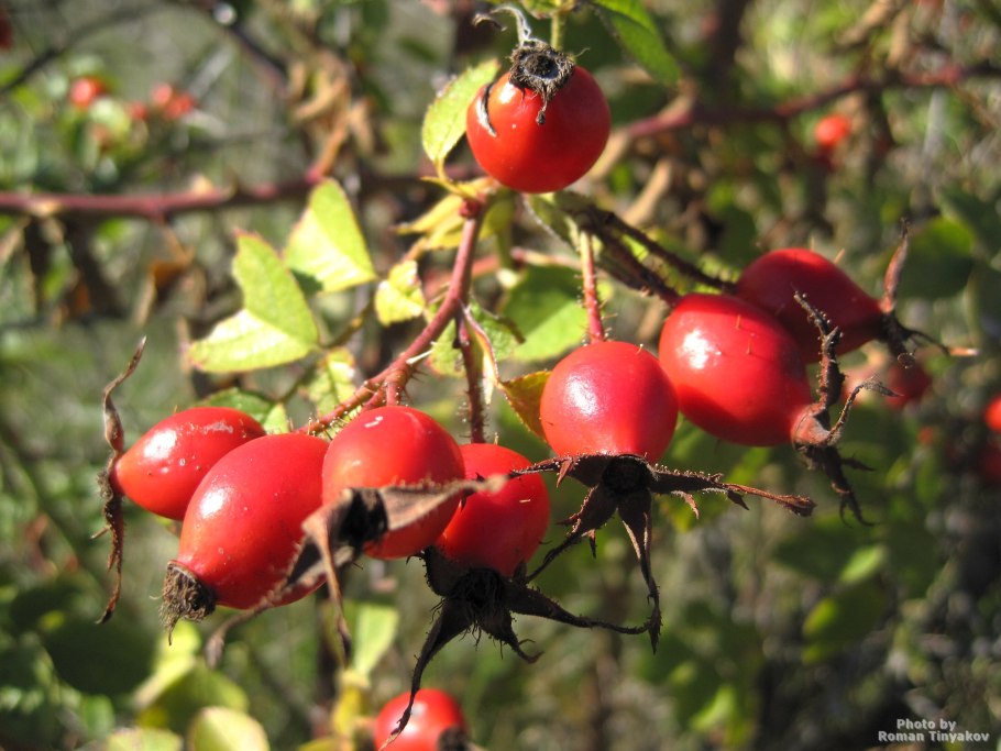 Шиповник Беггера