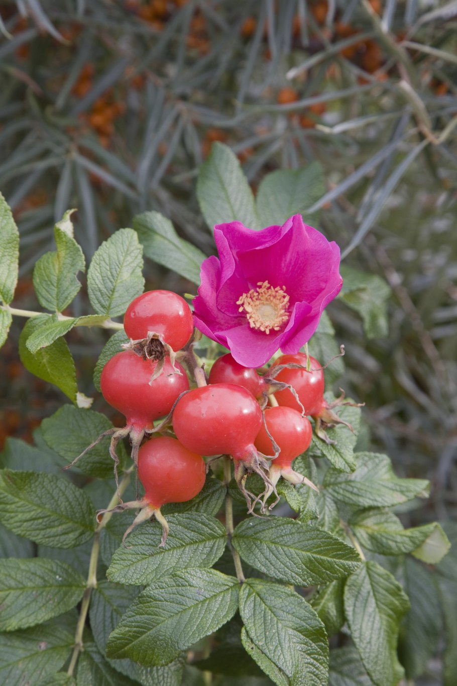 Шиповник Дикая роза