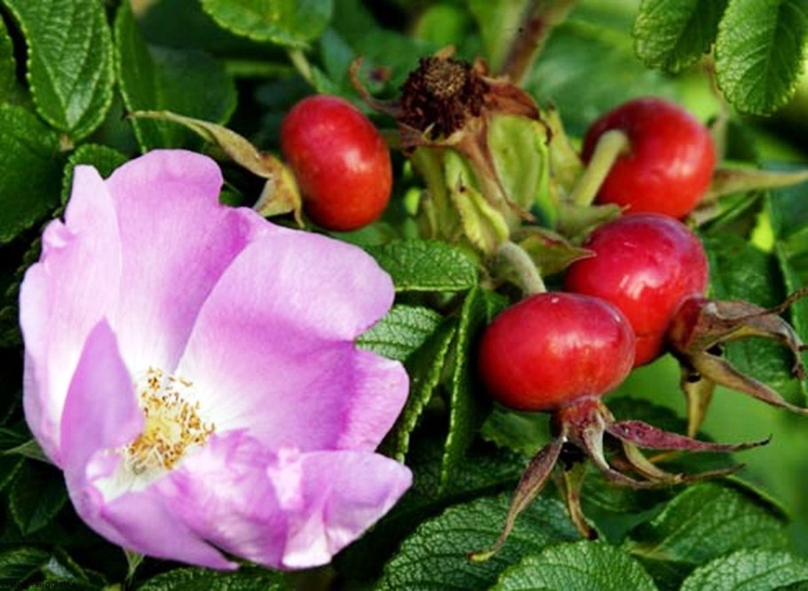 Шиповник Rosa Canina