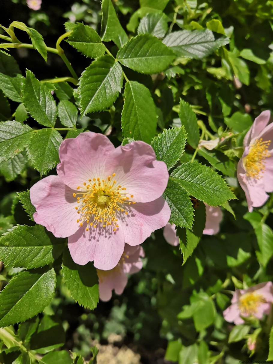 Шиповник длинноплодный