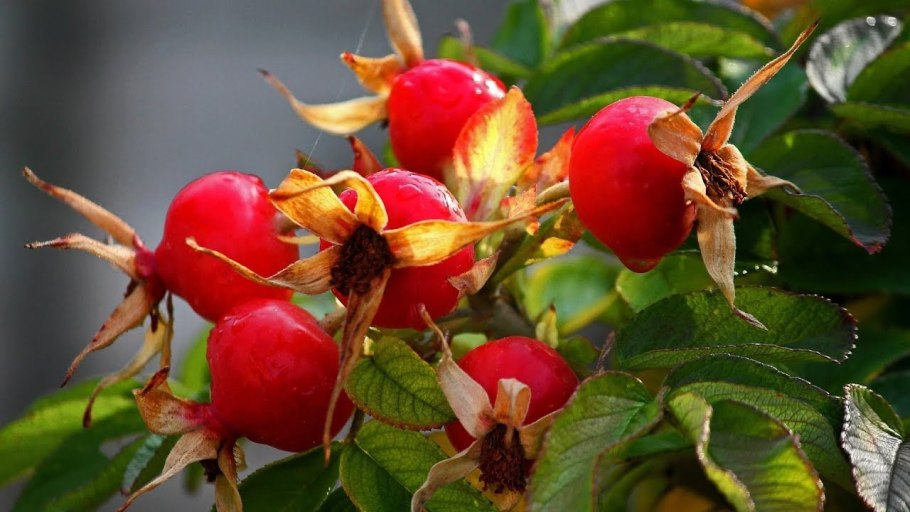 Шиповник Рубин