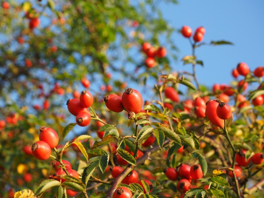 Rose Hip Shipovnik