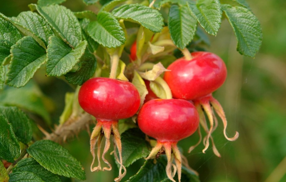 Степной шиповник