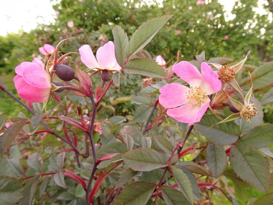 Даников. Целебный шиповник