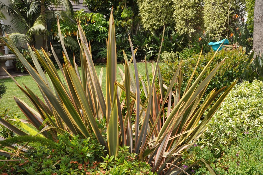 Дориантес высокий