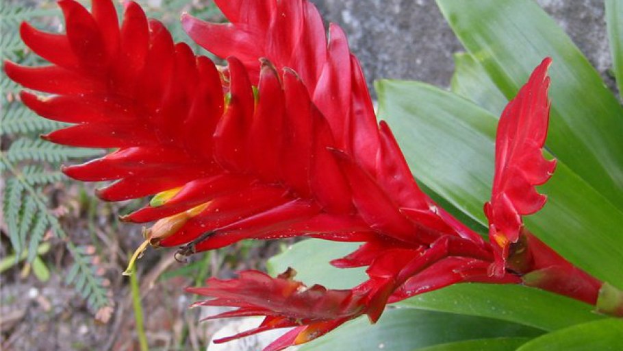 Кроссандра красная