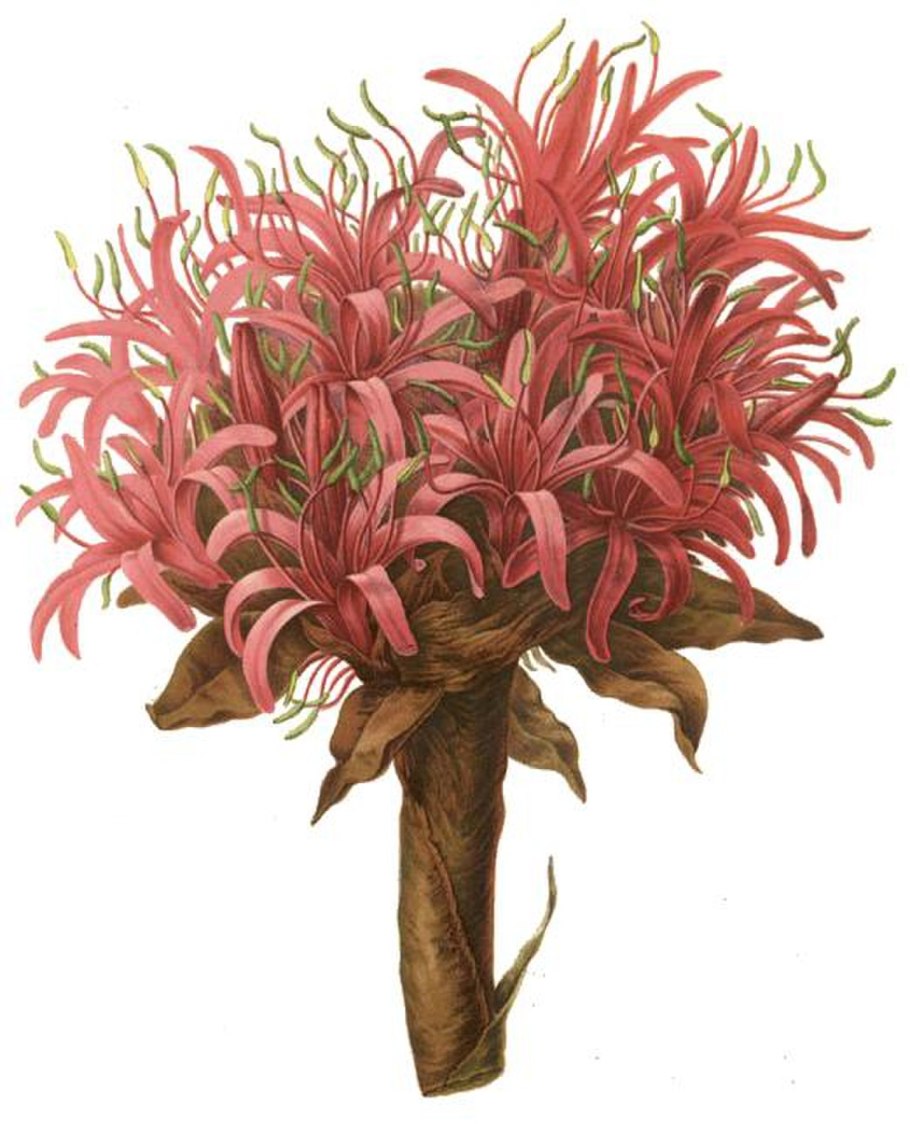 Gymea Lily