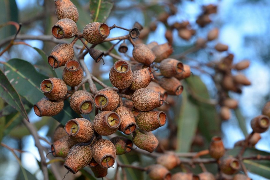 Пентас цветок