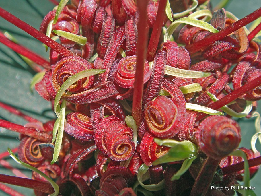 Новозеландский лен (Phormium Tenax purpureum)