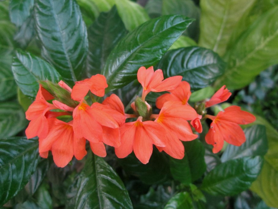 Джангюлум цветок