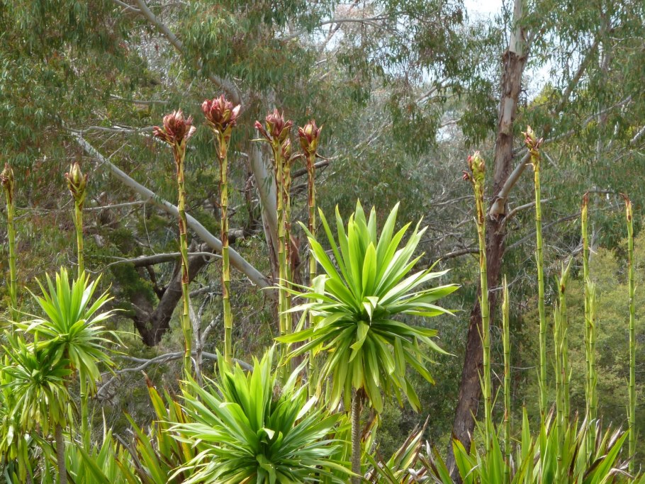Gymea Lily