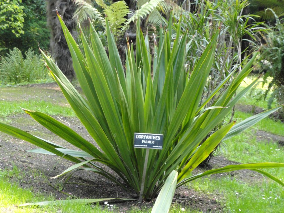 Doryanthes Palmeri