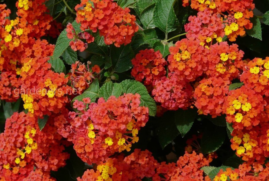 Дориантес Палмера