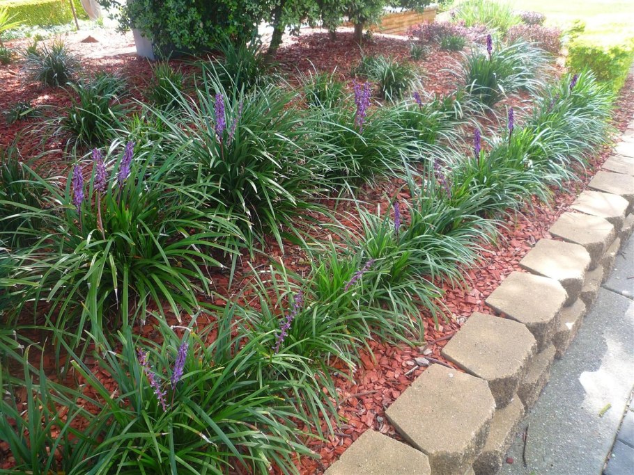 Хрустальная Ромашка Мезембриантемум