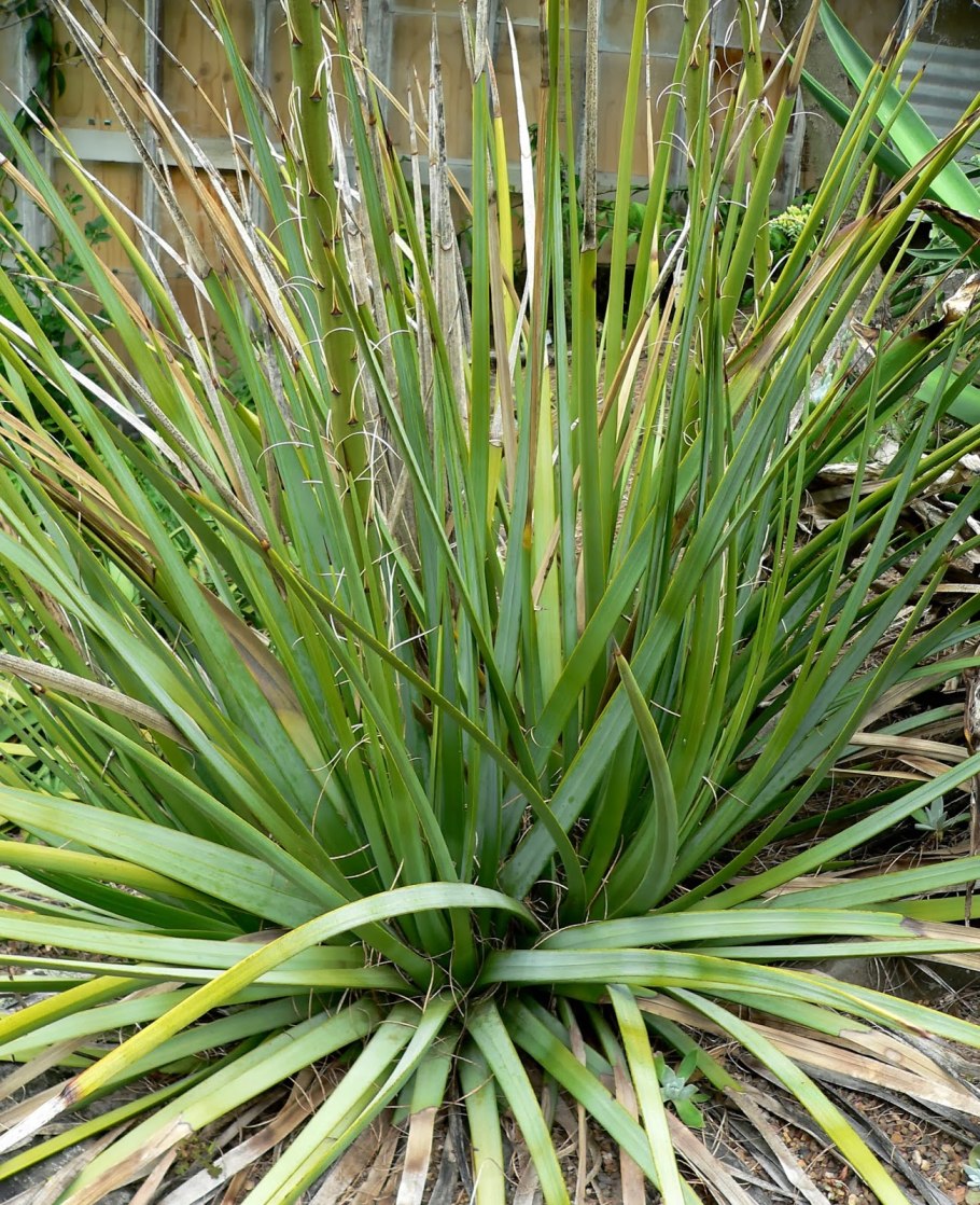 Канна canna Indica