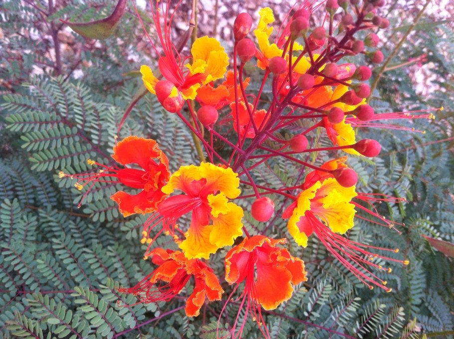 Цезальпиния Джиллиса дерево