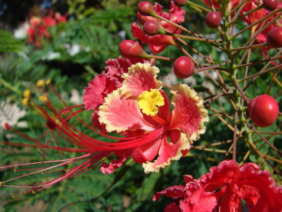 Caesalpinia pulcherrima