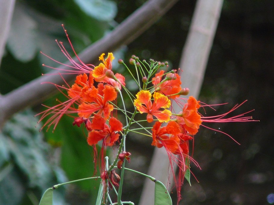 Цезальпиния колючая