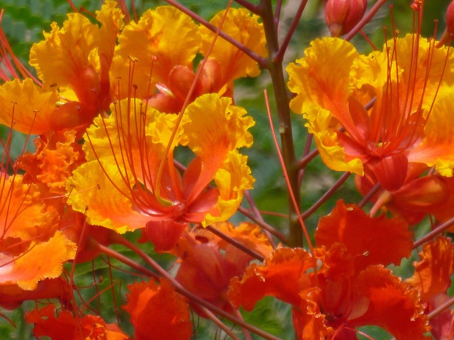 Caesalpinia pulcherrima