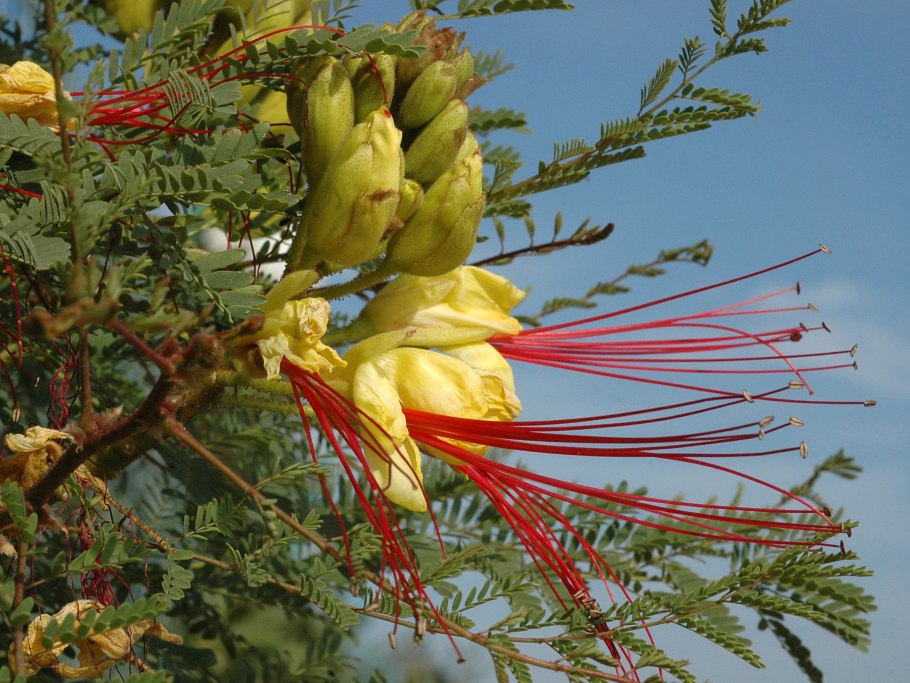 Caesalpinia japonica