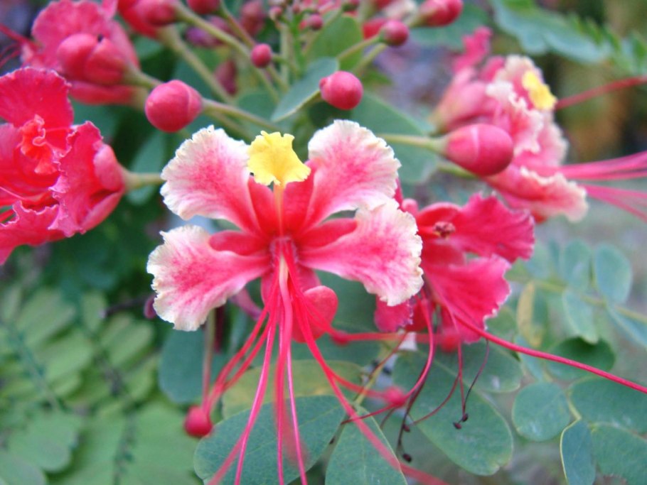 Caesalpinia pulcherrima
