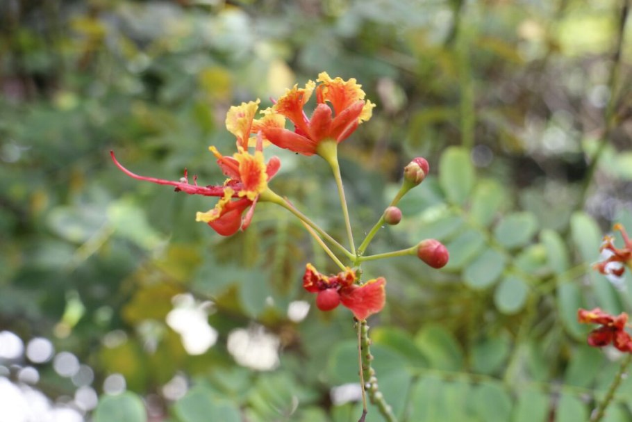 Цезальпиния кустарник