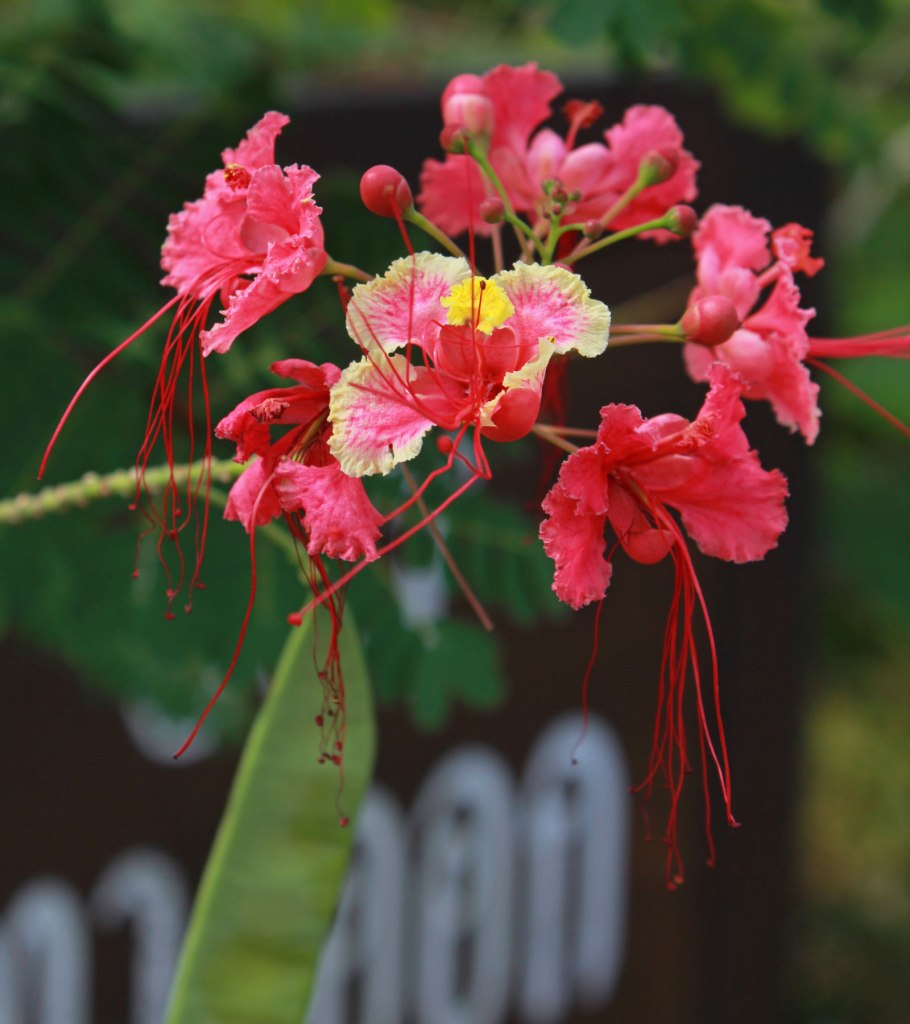 Caesalpinia pulcherrima
