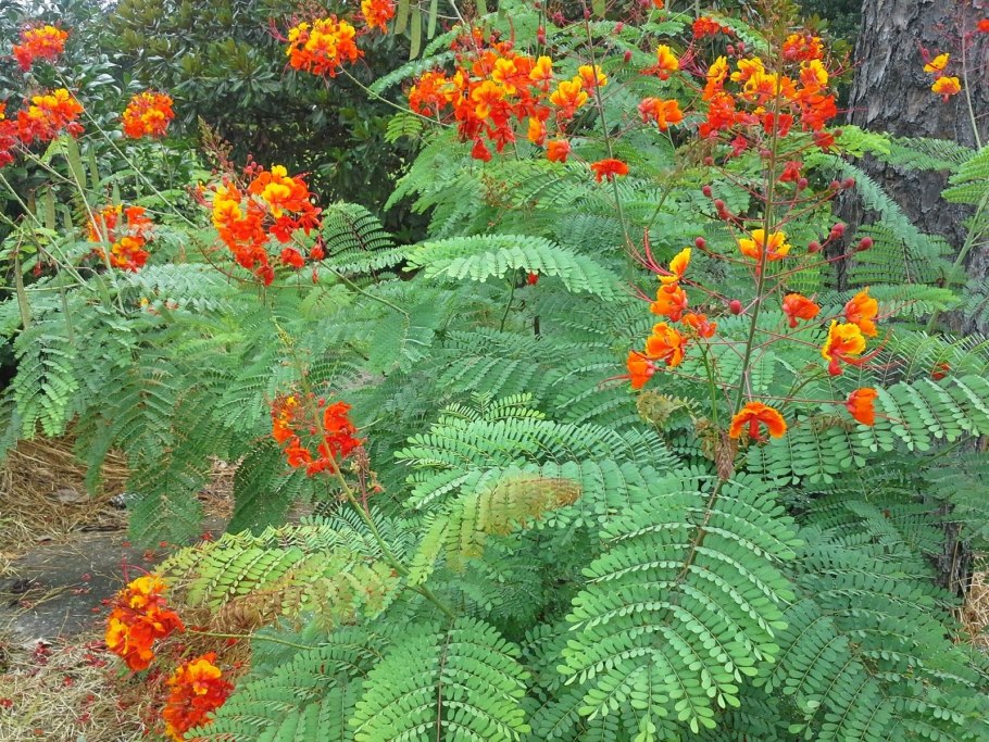 Caesalpinia pulcherrima