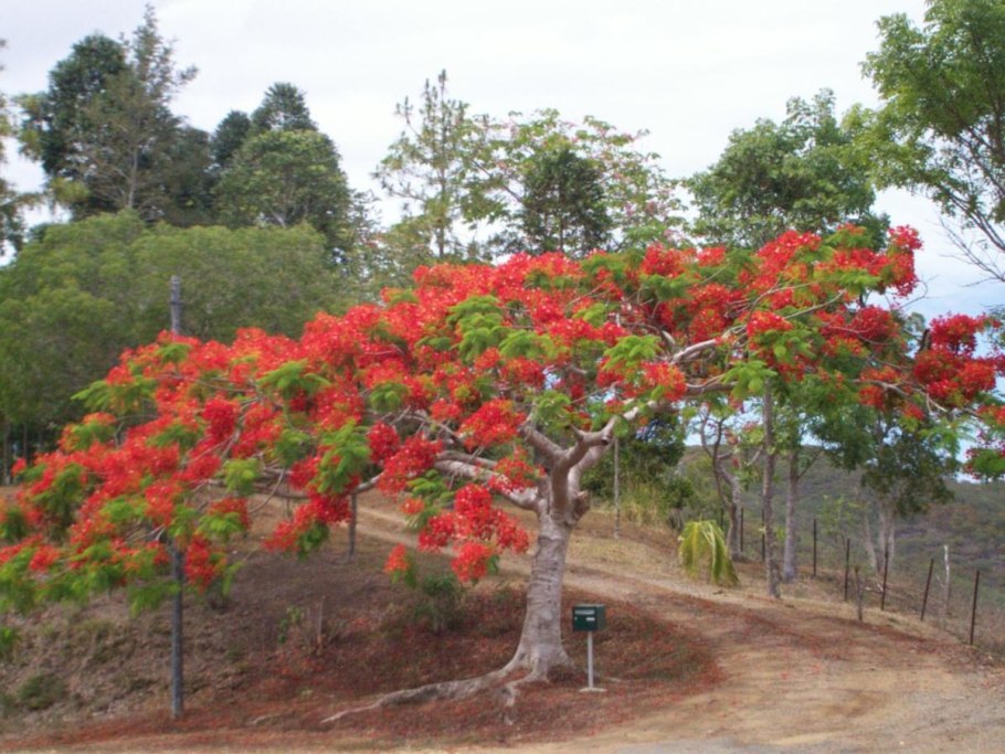Caesalpinia pulcherrima