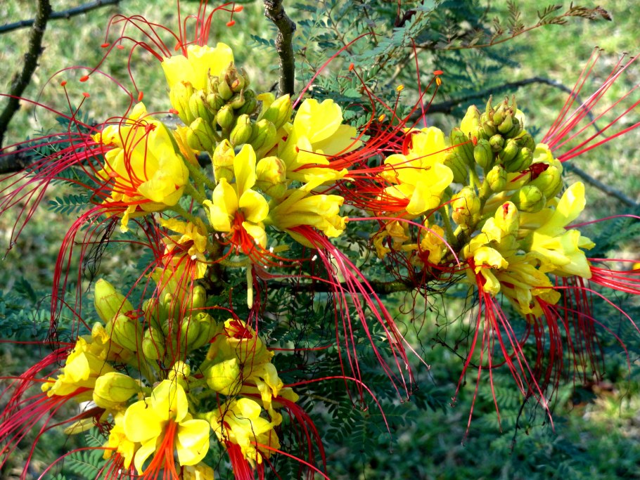 Растение Цезальпиния