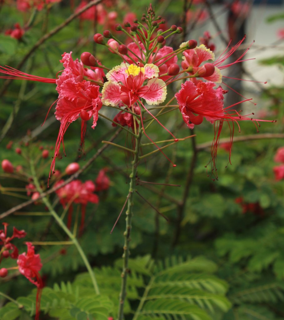 Цезальпиния Джиллиса