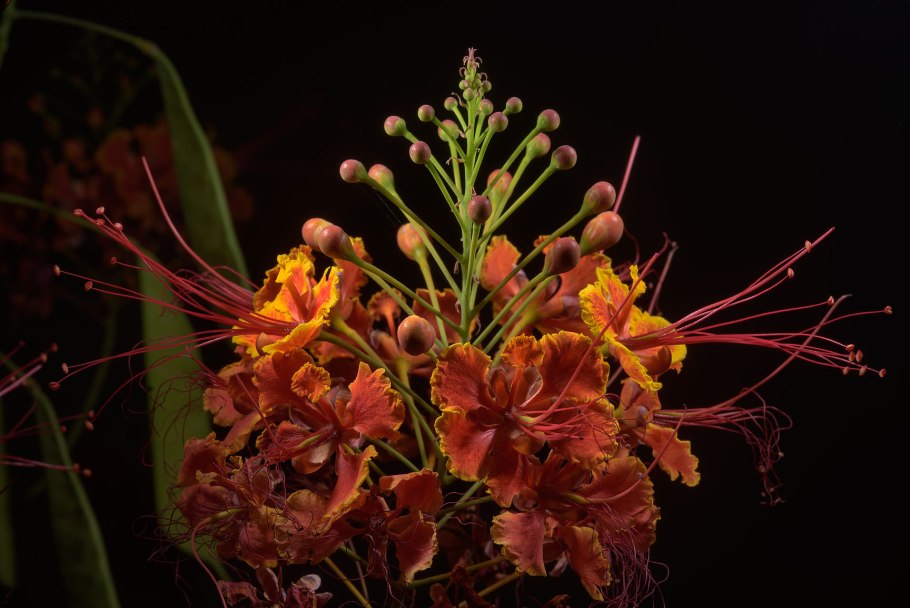 Caesalpinia pulcherrima