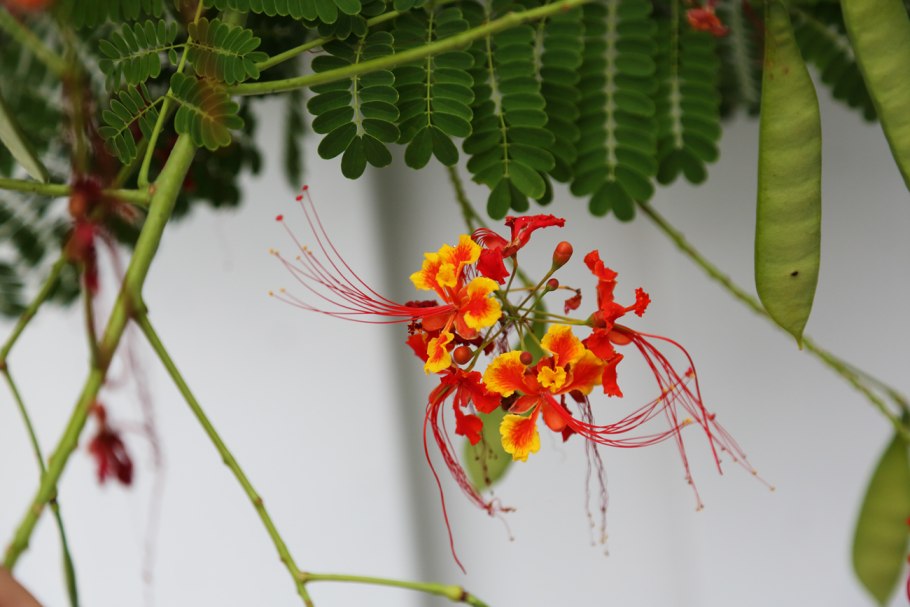 Цезальпиния прекрасная, Caesalpinia pulcherrima