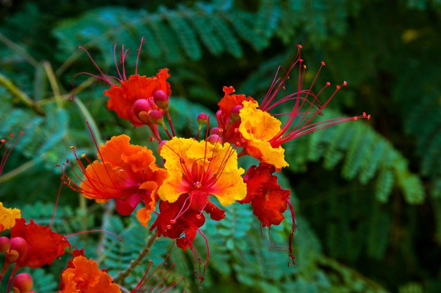 Райский дерево Цезальпиния