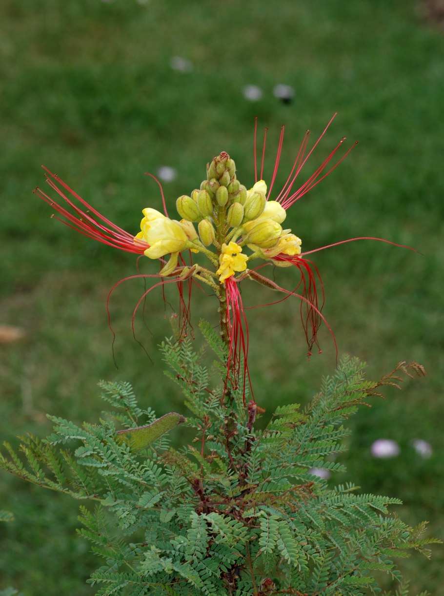 Caesalpinia gilliesii