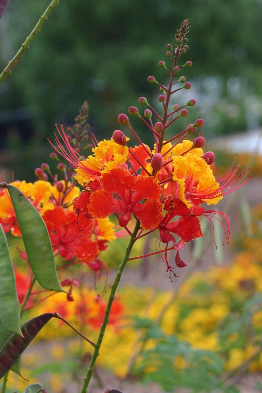 Caesalpinia pulcherrima