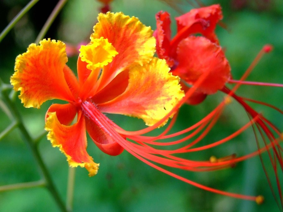 Caesalpinia pulcherrima