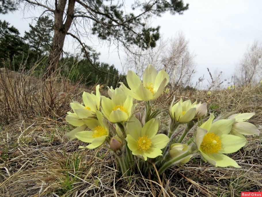 Прострел - сон трава