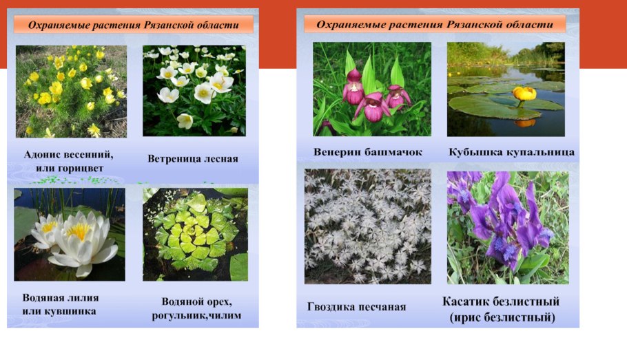 Венерин башмачок крупноцветковый